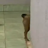 Figurinha de Cachorros para WhatsApp