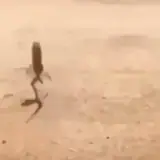 Figurinha para WhatsApp