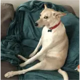 Figurinha de Cachorros para WhatsApp