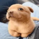 Figurinha para WhatsApp