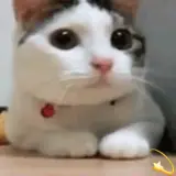 Gatos WhatsApp sticker