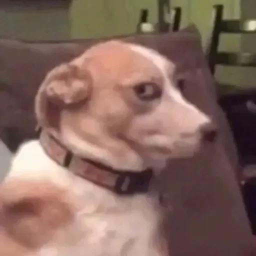 Figurinha para WhatsApp — Cachorros