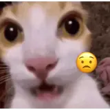 Figurinha para WhatsApp