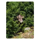Animais WhatsApp sticker