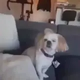 Figurinha de Cachorros para WhatsApp