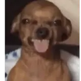 Cachorros WhatsApp sticker