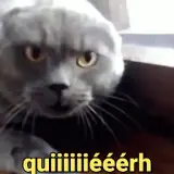 Figurinha de Gatos para WhatsApp