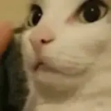 Gatos WhatsApp sticker