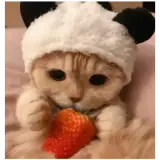 Figurinha de Animais para WhatsApp