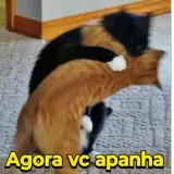 Figurinha de Gatos para WhatsApp