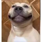 Figurinha de Cachorros para WhatsApp