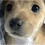 Figurinha para WhatsApp