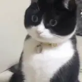 Figurinha de Gatos para WhatsApp