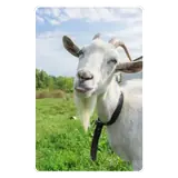 Sticker de Animais para WhatsApp