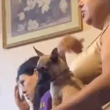 Figurinha de Animais para WhatsApp