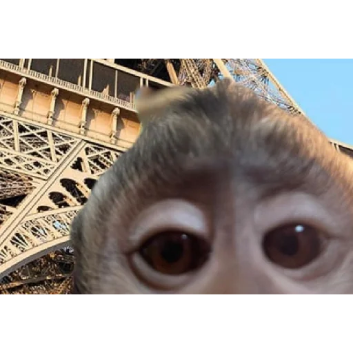 Figurinha para WhatsApp — Memes