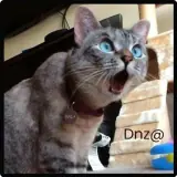 Figurinha de Gatos para WhatsApp