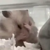 Figurinha de Animais para WhatsApp