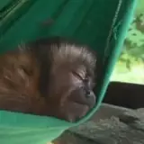 Figurinha de Cachorros para WhatsApp