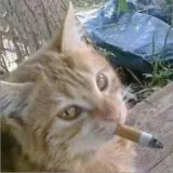 Figurinha de Gatos para WhatsApp