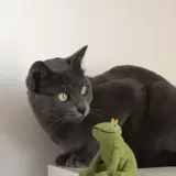 Animais WhatsApp sticker