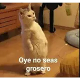 Figurinha de Memes para WhatsApp