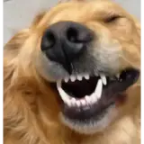 Figurinha de Cachorros para WhatsApp