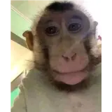 Figurinha de Animais para WhatsApp