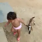 Figurinha de Animais para WhatsApp