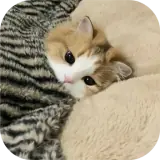 Sticker de Animais para WhatsApp