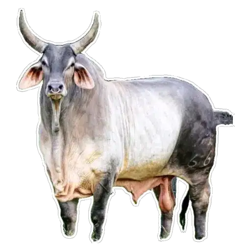Coletadas sticker 26470