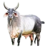 Figurinha de Animais para WhatsApp