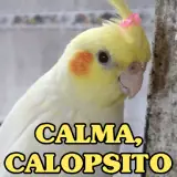 Figurinha de Animais para WhatsApp