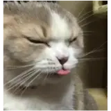 Figurinha de Gatos para WhatsApp