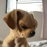 Figurinha de Cachorros para WhatsApp