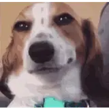 Figurinha de Cachorros para WhatsApp