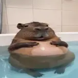 Figurinha de Animais para WhatsApp