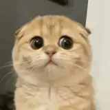 Figurinha para WhatsApp