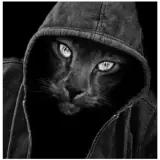 Figurinha de Gatos para WhatsApp