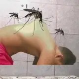 Sticker de Memes para WhatsApp