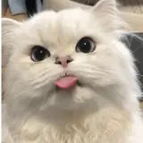 Figurinha de Gatos para WhatsApp