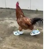 Figurinha para WhatsApp