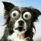 Figurinha de Cachorros para WhatsApp