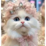 Figurinha de Gatos para WhatsApp