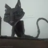 Figurinha de Gatos para WhatsApp