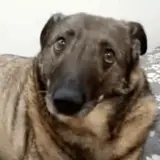 Figurinha de Cachorros para WhatsApp