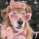 Figurinha de Cachorros para WhatsApp