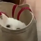 Gatos WhatsApp sticker