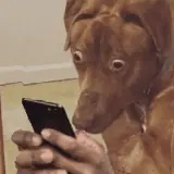 Figurinha de Cachorros para WhatsApp