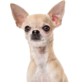 Sticker de Cachorros para WhatsApp